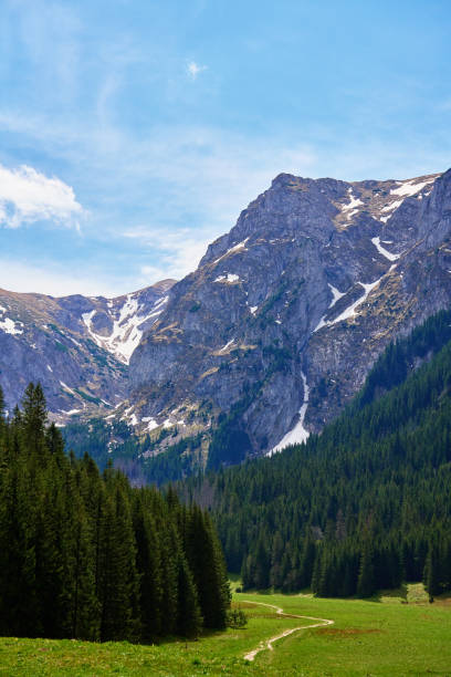 istock Mountain landscape with green meadow and pine forest 2172171481