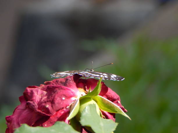 Common glider (Neptis sappho) butterfly on rose flower. Beautiful butterfly with wings at an angle of 180 degrees