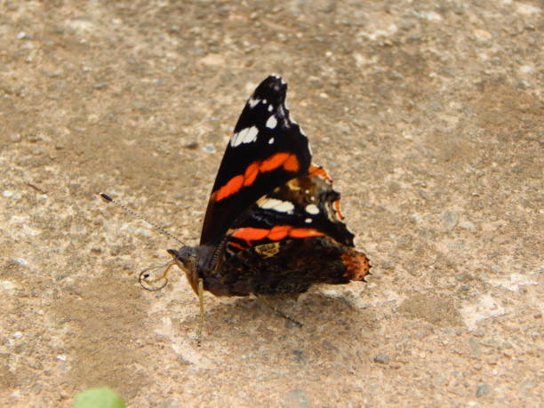 istock Red Admiral butterfly (Vanessa atalanta) on the ground 2172171824