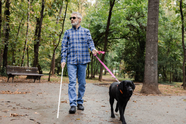 istock Blind man being guided by his dog while walking in the park 2172179970