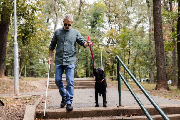 istock Guide dog is helping its blind owner navigate down the steps in the park 2172180040