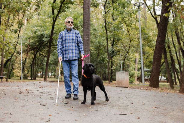 istock Blind man enjoying the fresh air while his guide dog leads him through the park 2172180054