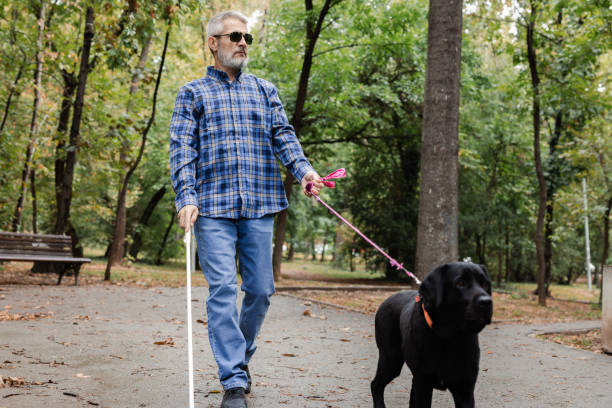 istock Blind man and his guide dog walking together through the park 2172180058
