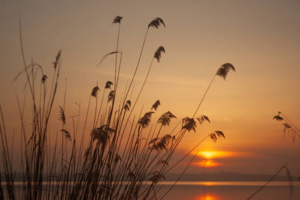 istock Sunset Glow: Nature’s Beauty on the Horizon 2172181863