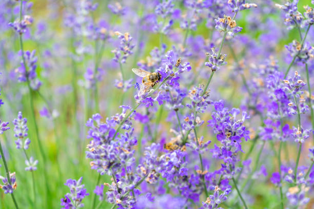 Close-up of a bee gathering pollen from flowers in a lavender field