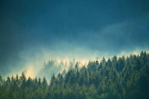 istock Misty pine forest on the mountain slope in a nature reserve 2172182959