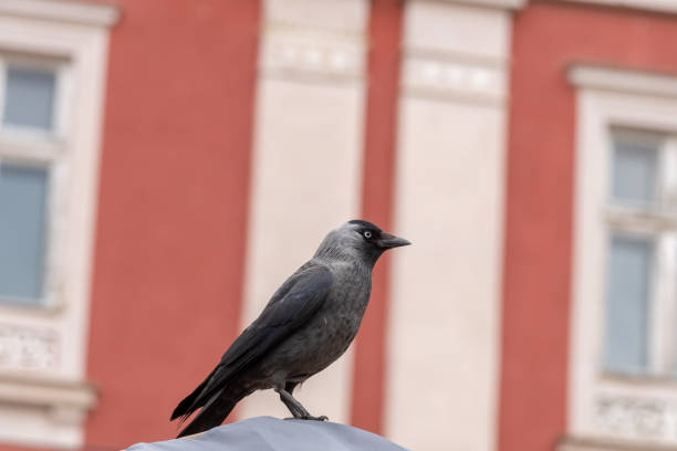 istock Close-up of a western jackdaw 2172183883