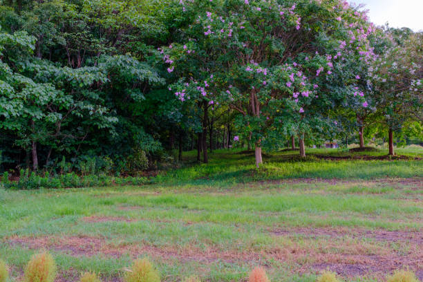 This photograph captures a tranquil scene of a lush green forest in late summer, with beautiful trees adorned with delicate pink blossoms. The ground is covered with a mix of fresh and slightly dry grass, adding depth to the composition and evoking a sense of calm and relaxation.