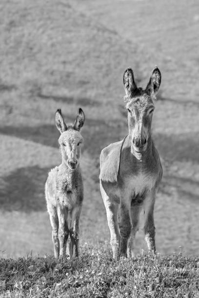 istock A Baby Donkey With Its Mother 2172184593