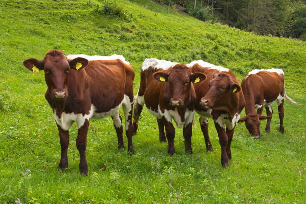 istock Cattle on a pasture at Erpfendorf, Austria, Europe 2172188121