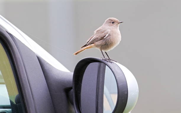 istock Phoenicurus ochruros aka Black redstart female perched on the car. 2172189018
