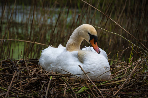 White swan family with cygnets sitting on nest.\nLocation: Woluwe, Belgium, Europe