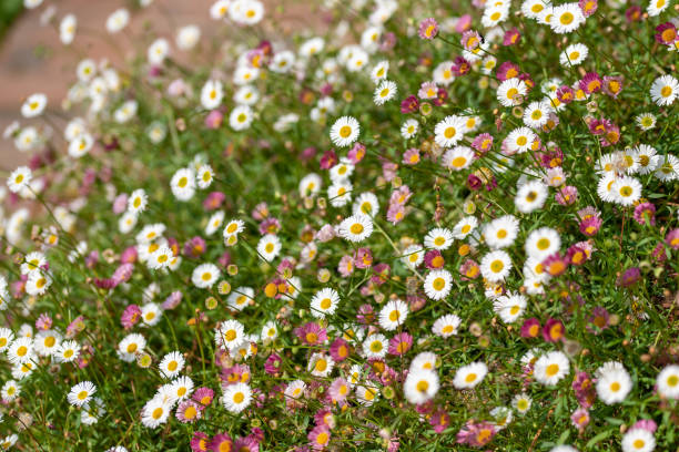 istock Close up of a Mexican Fleabane flower bed 2172189335