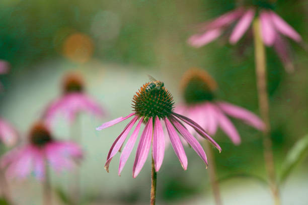 Close up of a purple coneflower (Echinacea purpurea) with a bee on it against a textured garden border background