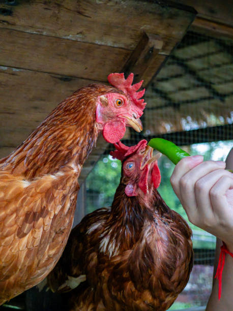 istock Human and chicken interaction in a farmhouse 2172190440