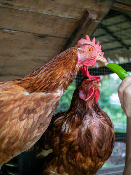 istock Human and chicken interaction in a farmhouse 2172190467