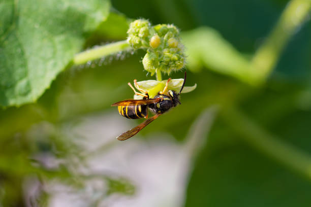 Yellowjacket or yellow jacket, wasp (Vespula germanica) Yellowjacket or yellow jacket, wasp (Vespula germanica) on flower ofnwild cucumber venomous stock pictures, royalty-free photos & images