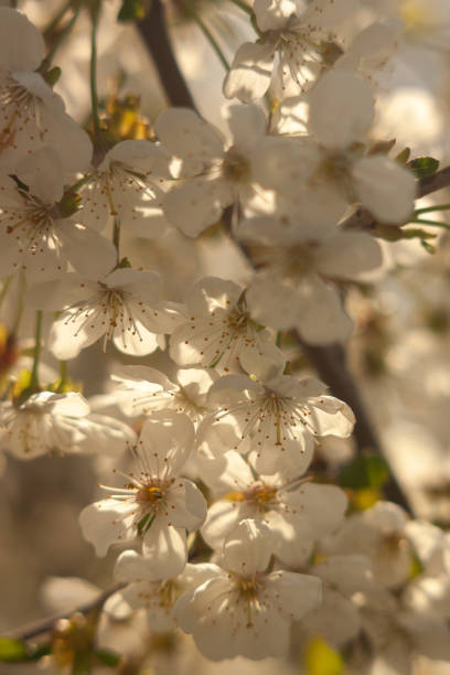 Spring Blossoms: Trees in Full Bloom and Nature's Beauty.