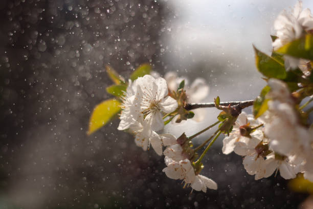 Spring Blossoms: Trees in Full Bloom and Nature's Beauty.