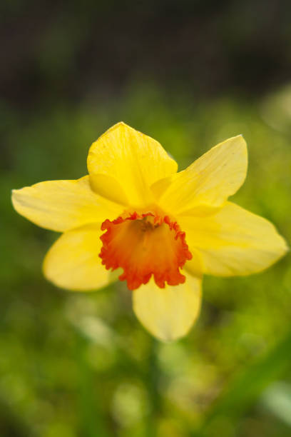 Yellow Narcissus plant with flowers in bloom at the beginning of the spring season