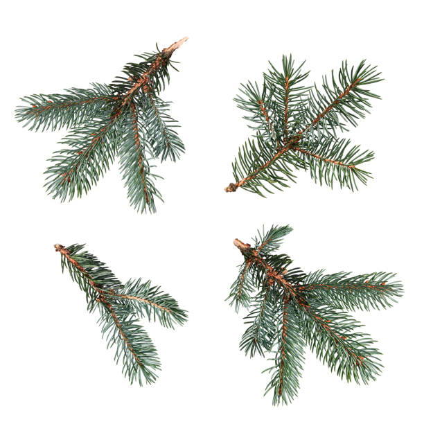 istock Set of conifer branches isolated on white background. 2172198712