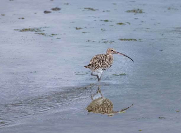 Close up portrait of a Bush Stone Curlew otherwise known as dikkops or thick-knees