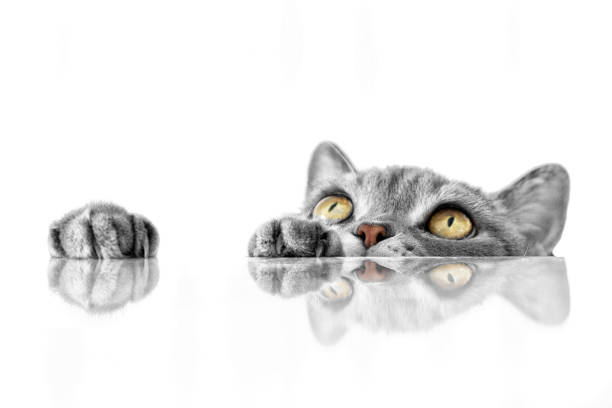 3D illustration render orange animal pet cat made of plasticine on transparent background