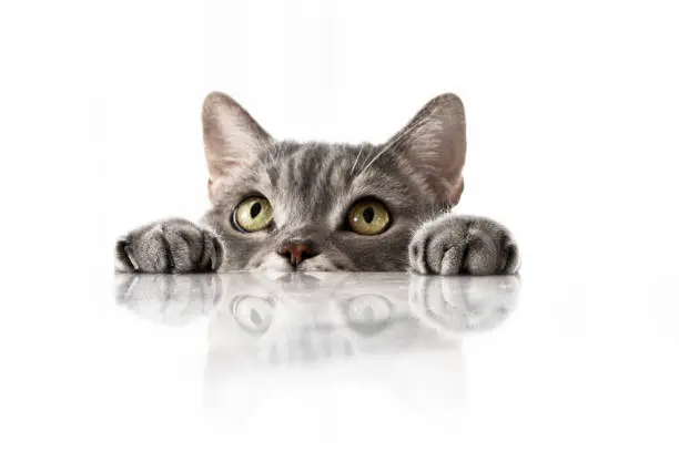 Cat leaning her hands on the marble table and licking Cat leaning her hands on the marble table and licking