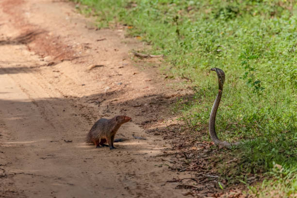 istock mongoose fights with an aggressive cobra in the wild 2172203624