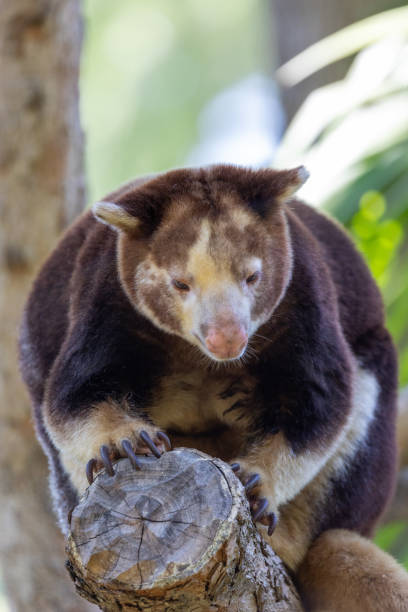 istock Close up of Mathschie's tree kangaroo 2172205574