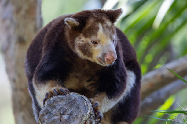 istock Close up of Mathschie's tree kangaroo 2172205739