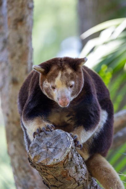 istock Close up of Mathschie's tree kangaroo 2172205740