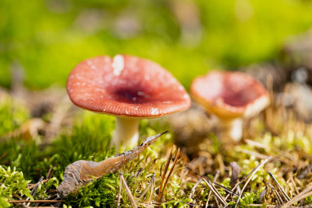 istock Edible mushroom Russula emetica in autumn forest moss 2172206595
