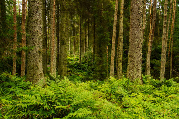 An ancient wild forest in Scotland, pine trees and ferns