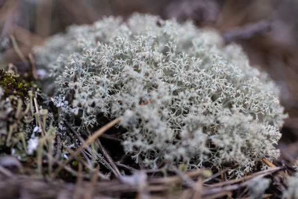 istock Reindeer moss is a lichen that is eaten by reindeer 2172207328