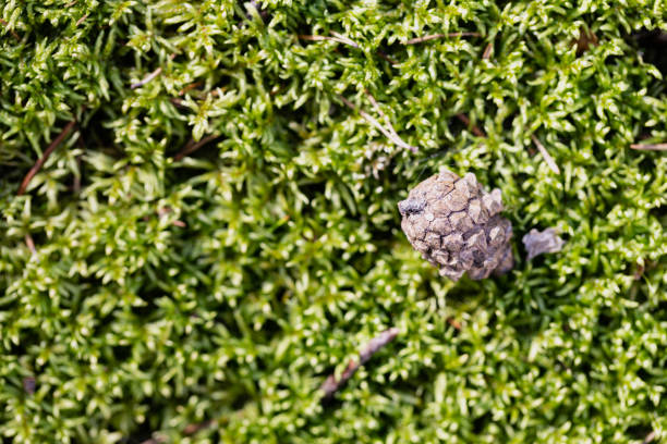 The view from a hiking trail in the forest (or woods) of a Nordic Country (Norway) during springtime (early April). The image is part of a series of Nordic spring images. The image was captured at low ISO with a fast telephoto lens f/2.8 and a full-frame mirrorless digital camera resulting in a large clean file suitable for large prints. Shallow depth-of-field (DOF) allows for ample copy space.
