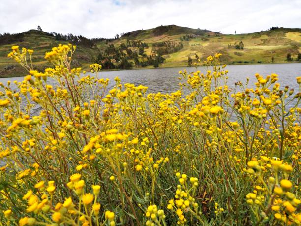 istock Yellow Wildflowers and a Lake 2172209781
