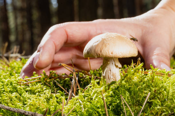 istock hand reaches for a mushroom in an autumn forest 2172213358
