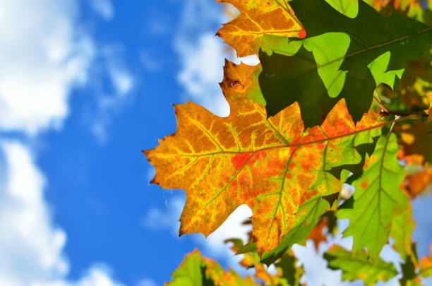 Autumn colored leaves on trees against blue sky.