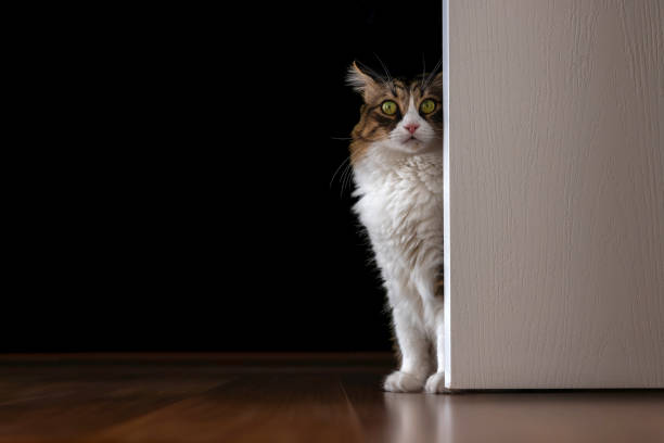 istock Norwegian forest cat portrait in empry door 2172216163