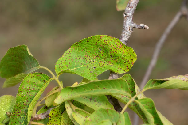 istock Disease pest on walnut leaves. Pest control concept. 2172218308