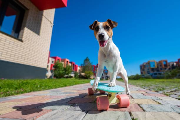 istock Jack russell terrier dog rides a skateboard outdoors on a hot summer day. 2172219687