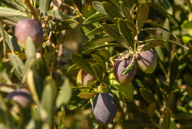 istock ripe black olives on the tree with green leaves 2 2172221067