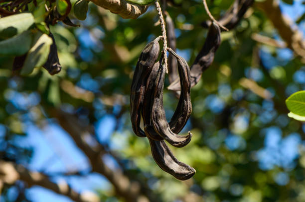 Close-up of the fruits of a carob tree