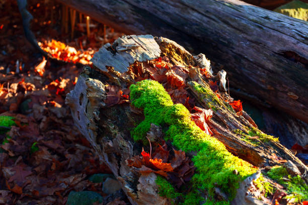 Log covered by moss and autumn leaves. Fallen tree adorned with lush moss, creating a serene and natural scene in the wood