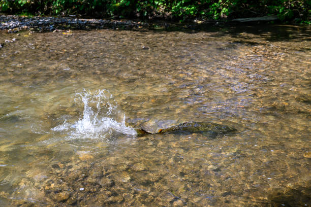 Salmon run in Ontario