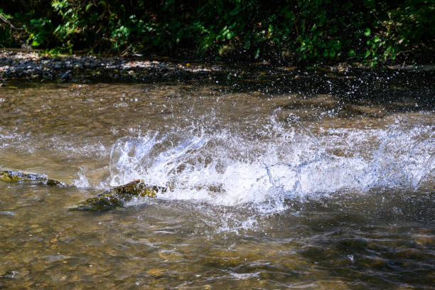 Salmon run in Ontario