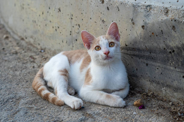 istock Pretty cat with honey eyes 2172223459