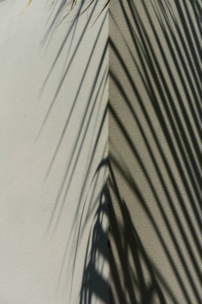 istock Blurred shadow from palm leaves on light cream wall. 1 2172225631