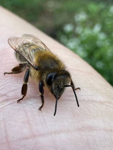istock Peaceful honey bee having a rest on human skin. 2172225650